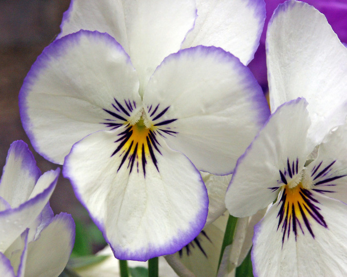 Pansy.jpg (700x560, 119Kb)
