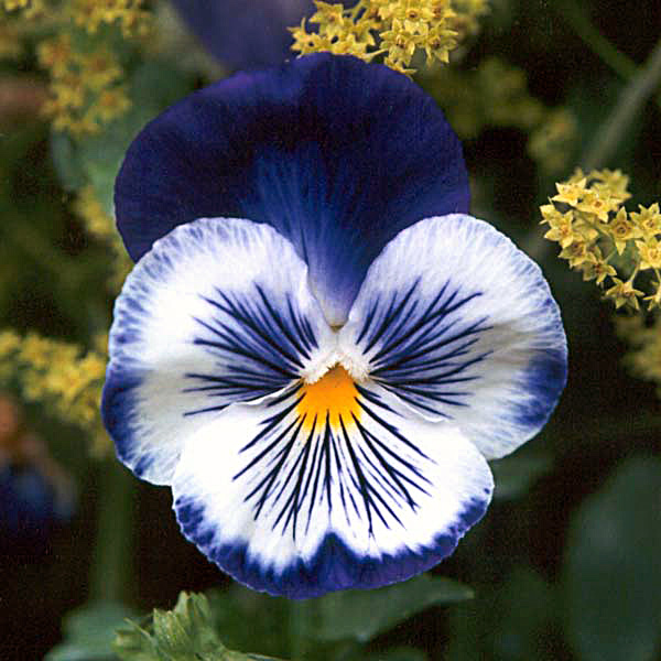 pansy-flower (600x600, 104Kb)