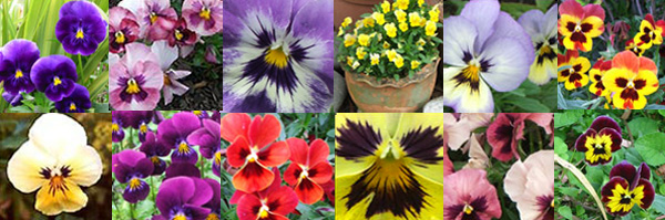 pansy-flowers-montage (600x199, 87Kb)