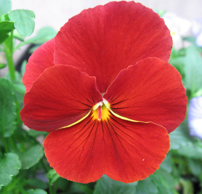 Red_pansy (700x675, 152Kb)