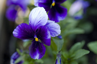 s320x240.jpg5 (320x212, 17Kb)