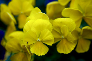 s320x240.jpg8 (320x212, 16Kb)