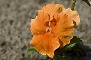 s320x240.jpg (320x212, 16Kb)