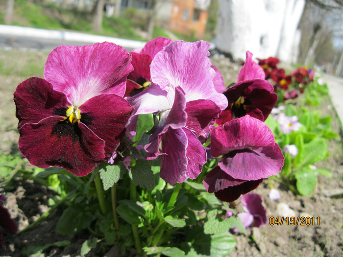IMG_0830 (700x525, 155Kb)
