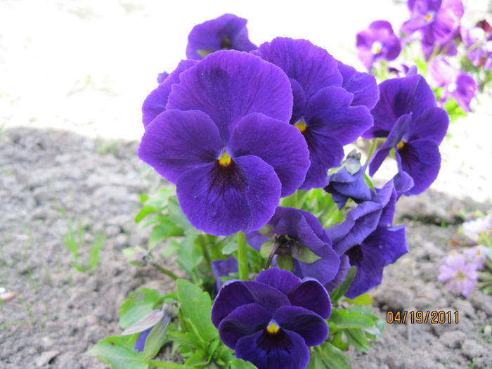 IMG_0831 (700x525, 128Kb)