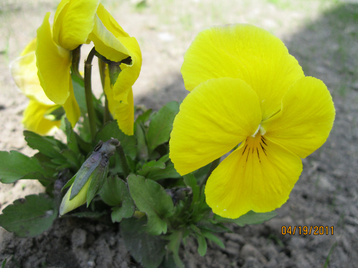 IMG_0832 (700x525, 108Kb)