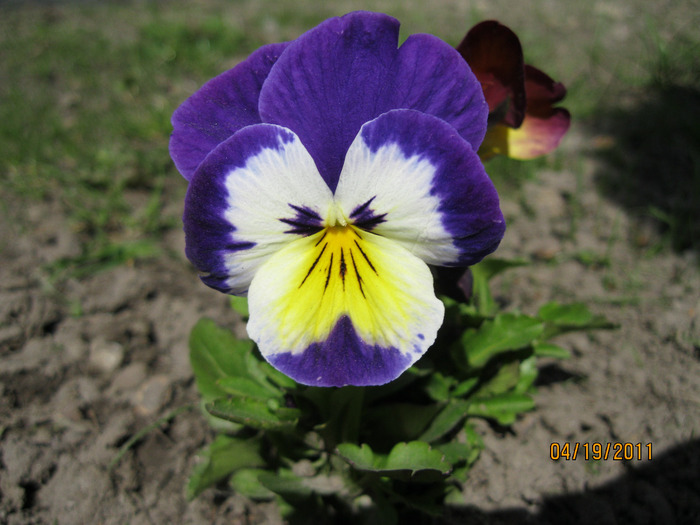 IMG_0828 (700x525, 112Kb)