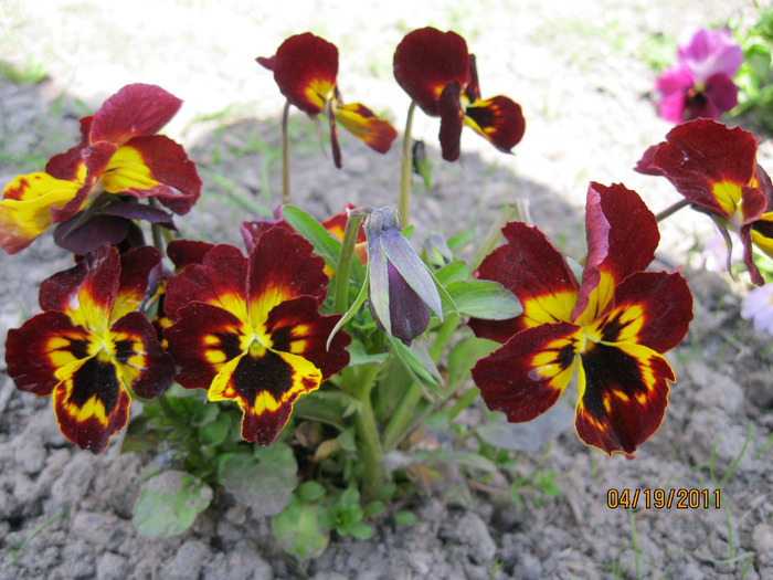 IMG_0829 (700x525, 152Kb)