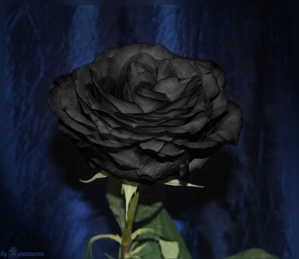 48011860_6071 (600x521, 33Kb)