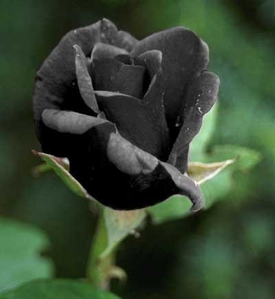 52791719_ch_roz11 (400x434, 15Kb)
