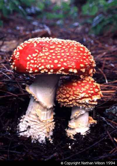 2642543_a_muscaria (400x568, 40Kb)