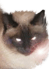riss (71x100, 16Kb)