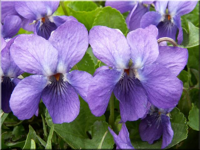 viola (640x480, 52Kb)