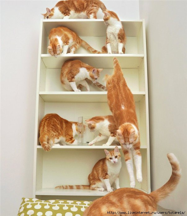 9 кошачий