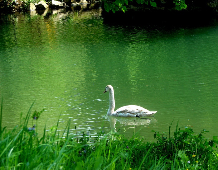 DSC00007h (700x546, 228Kb)