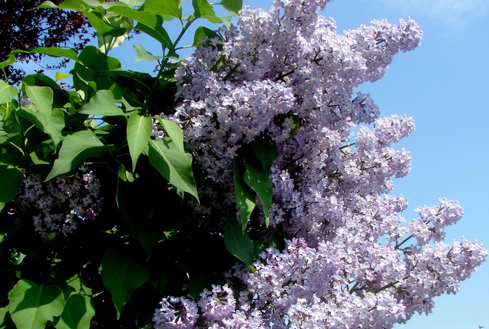 DSC09999 (700x472, 198Kb)