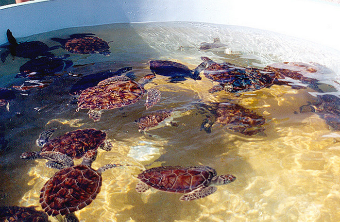 Cayman Islands Turtle Farm - Display Tank  Flickr - Photo Sharing! (700x457, 861Kb)