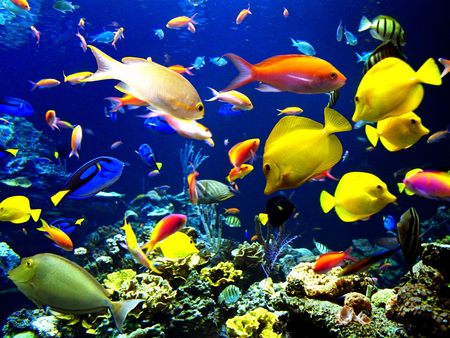 fish-02 (450x338, 52Kb)