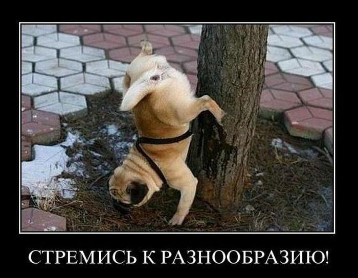 71917571_demotivatory_62_foto_843826 (700x545, 62Kb)