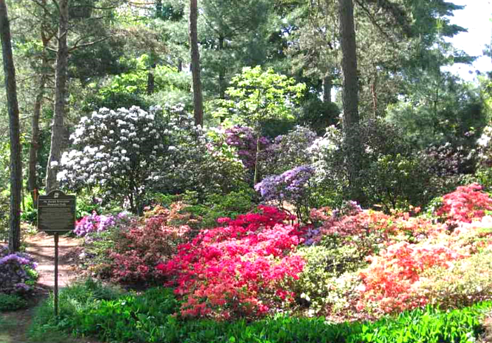 10629523-brueckner-rhododendron-gardens.jpg ( JPEG, 921x691 ) -  (81%) (700x489, 927Kb) 