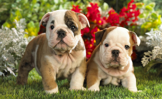 Proshots - Bulldog Pups - Professional Photos (550x337, 515Kb)