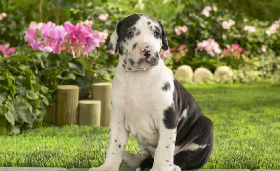 Proshots - Great Dane Puppy - Professional Photos (550x336, 506Kb)