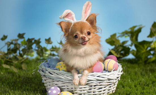 Proshots - Some Bunny Wishes You a Happy Easter - Professional Photos (550x334, 419Kb)
