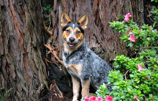 Proshots - Trixie, Blue Heeler Puppy - Professional Photos (550x350, 533Kb)