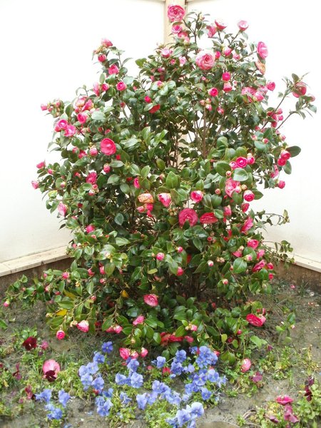 P4050098 (450x600, 94Kb)