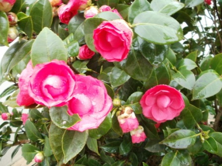 P4050103 (448x336, 74Kb)