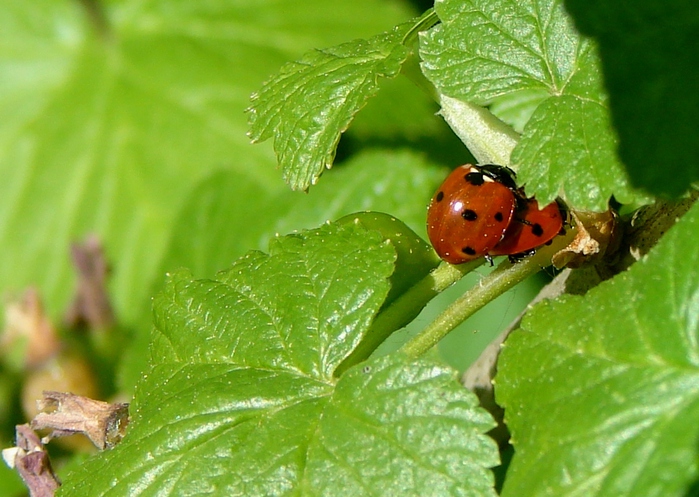 DSC00003 (700x497, 198Kb)