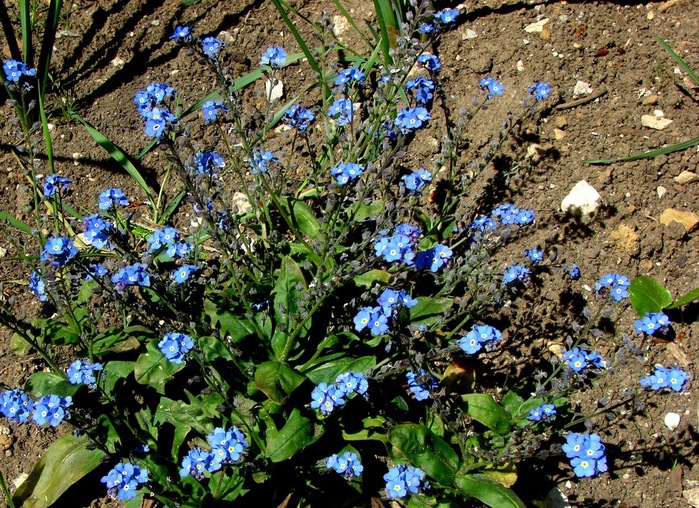 DSC09992d (700x508, 244Kb)