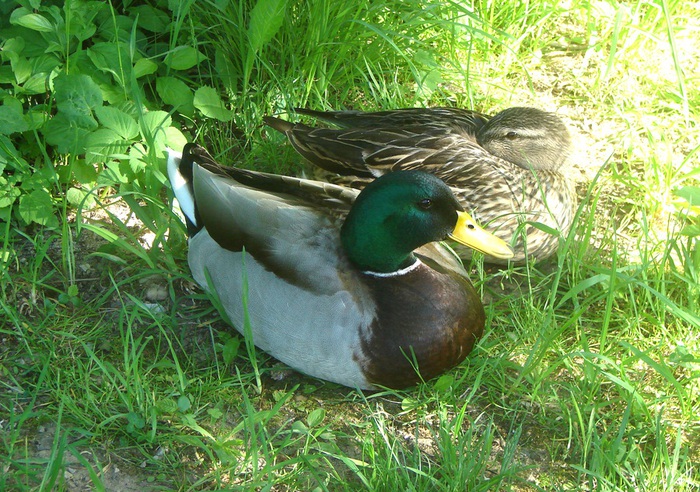 DSC00067 (700x492, 212Kb)