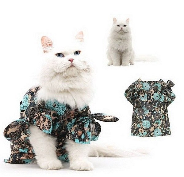 cat_fashion_10 (600x579, 61Kb)