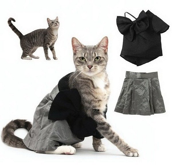 cat_fashion_12 (600x581, 57Kb)