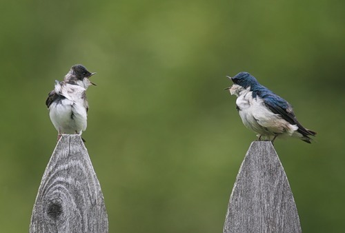 0_4687e_68f54548_L (500x338, 26Kb)