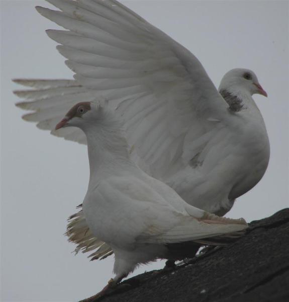 2008_03_17_073b L (575x600, 21Kb)