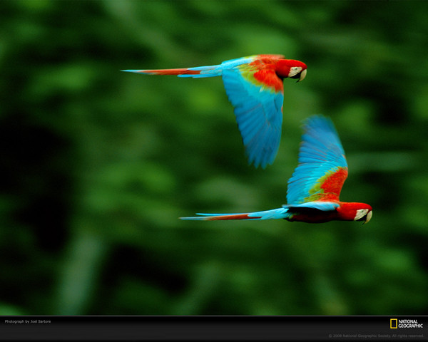 5087db9264b1f35de82c540ea5843c6f (600x480, 55Kb)