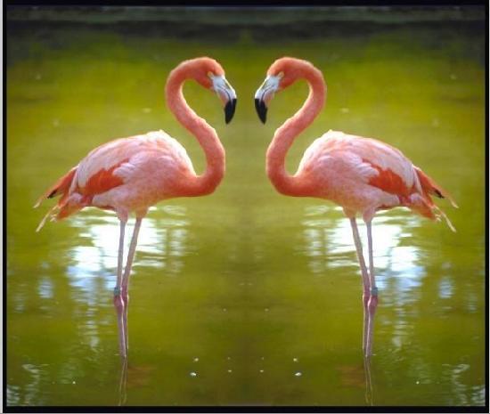flamingo (550x465, 28Kb)