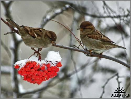 1292160342_allday.ru_60 (500x378, 26Kb)