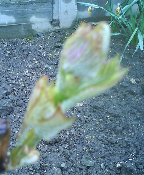 DSC00330 (575x700, 118Kb)