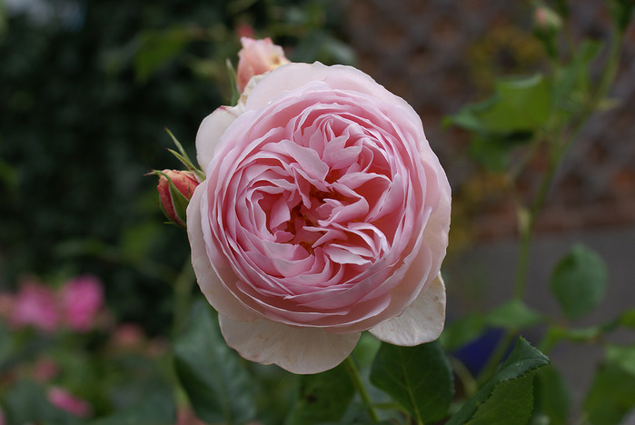 Rose-Renaissance-2_David-Austin[1] (700x468, 85Kb)