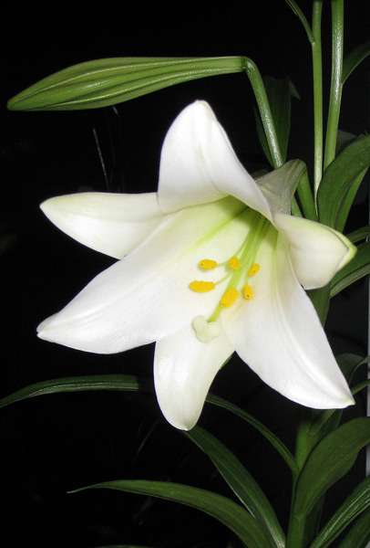 lily-easter-2 (406x600, 18Kb)