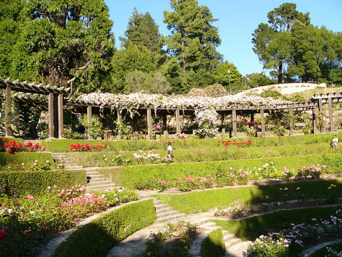 800px-berkeley_rose_garden.jpg (изображение «JPEG», 800x600 пикселов) - Масштабированное (93%) (700x527, 1013Kb)