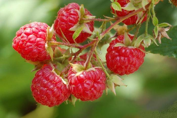 Raspberry_01 (700x465, 46Kb)