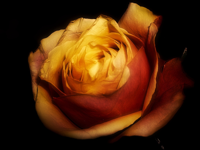 rose4 (700x525, 169Kb)