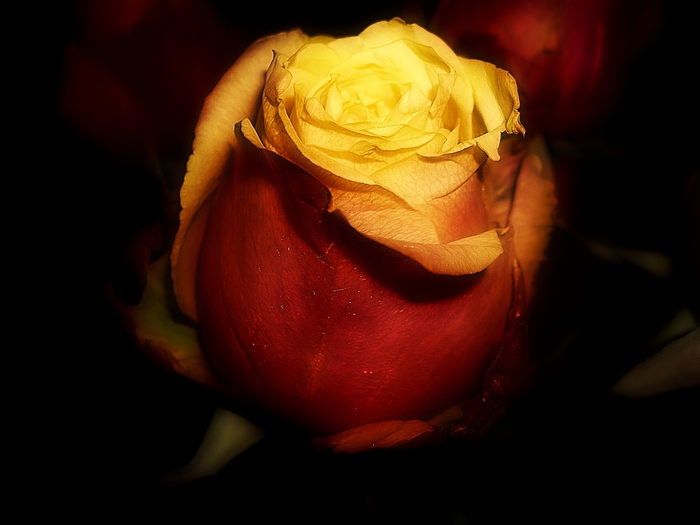 rose5 (700x525, 148Kb)