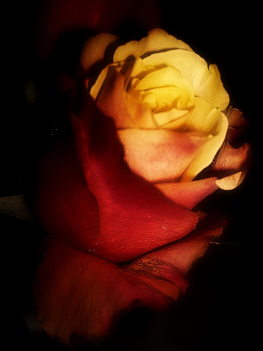 rose6 (525x700, 154Kb)