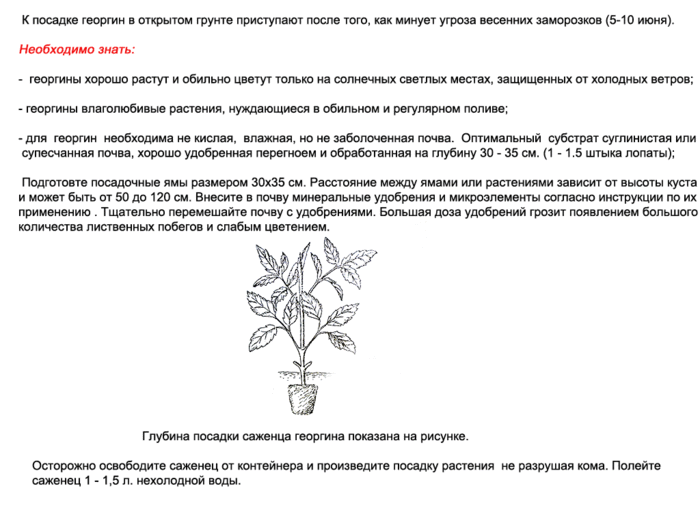 Схема посадки георгинов клубнями весной в открытый