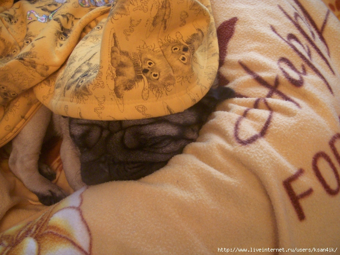 3657274_DSCN9880 (700x525, 315Kb)